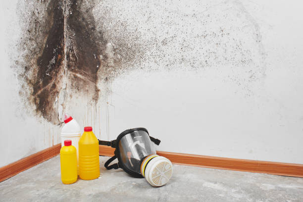 Reliable Margate City, NJ Mold Removal Solutions