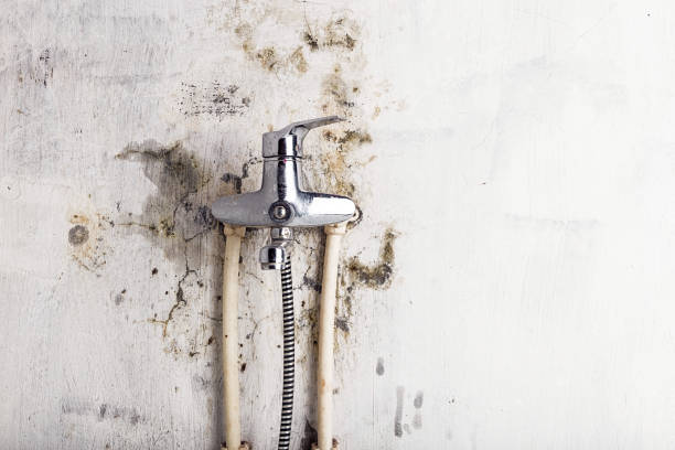 Best Same-Day Mold Removal  in Margate City, NJ