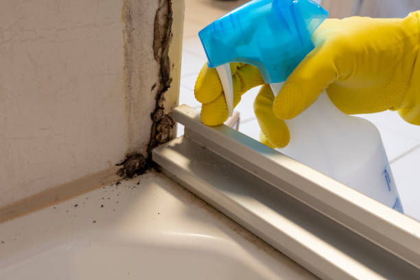 Best Local Mold Removal Service  in Margate City, NJ