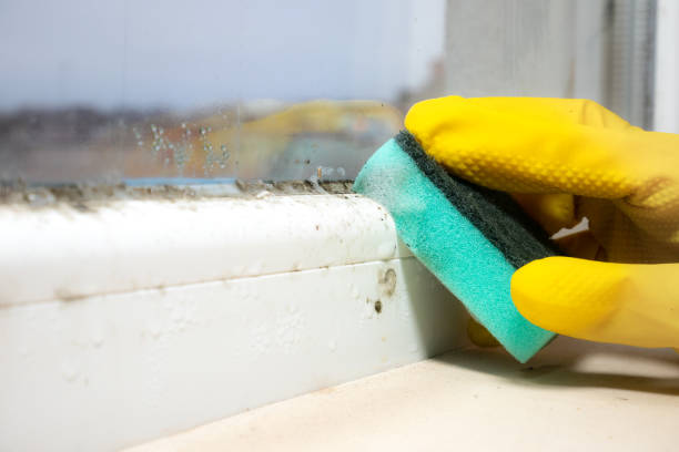 Best Office Mold Removal Services  in Margate City, NJ