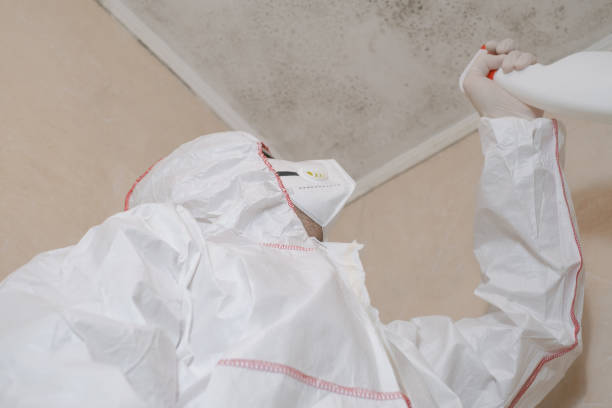 Best Professional Mold Removal  in Margate City, NJ