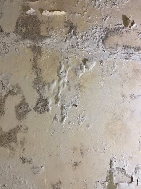 Best Black Mold Removal  in Margate City, NJ