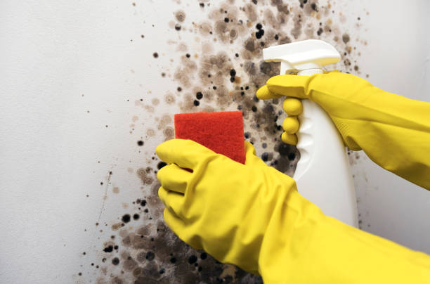 Best Black Mold Removal  in Margate City, NJ