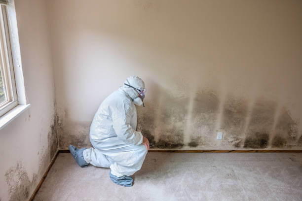 Best Commercial Mold Removal  in Margate City, NJ