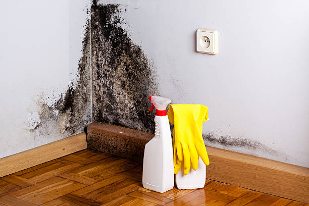Best Residential Mold Removal  in Margate City, NJ