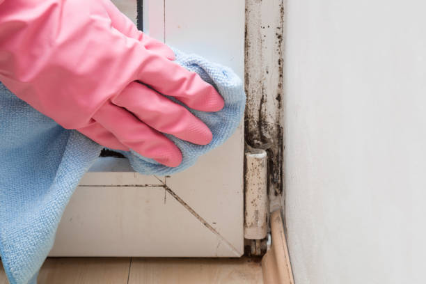 Best Office Mold Removal Services  in Margate City, NJ