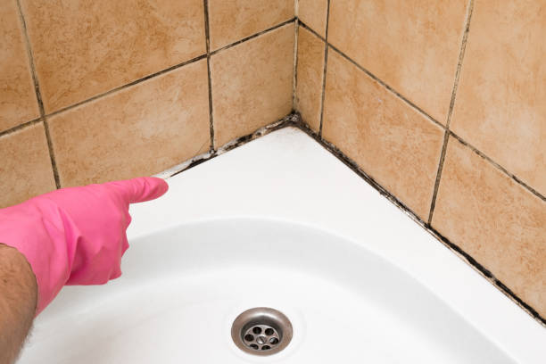 Best Black Mold Removal  in Margate City, NJ